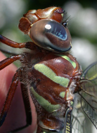 Swamp Darner